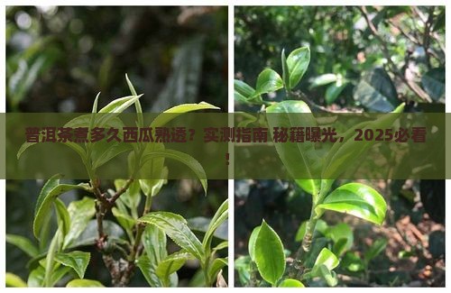 普洱茶煮多久能熟透西瓜