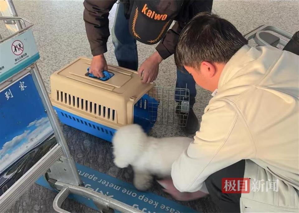 带萌宠一起回家过年，这份宠物托运指南请收好！